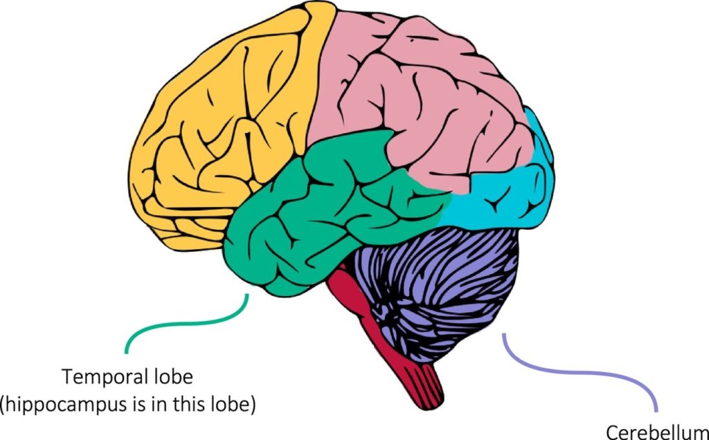 Diagram of the main parts of the brain, highlighting the temporal lobe and the cerebellum