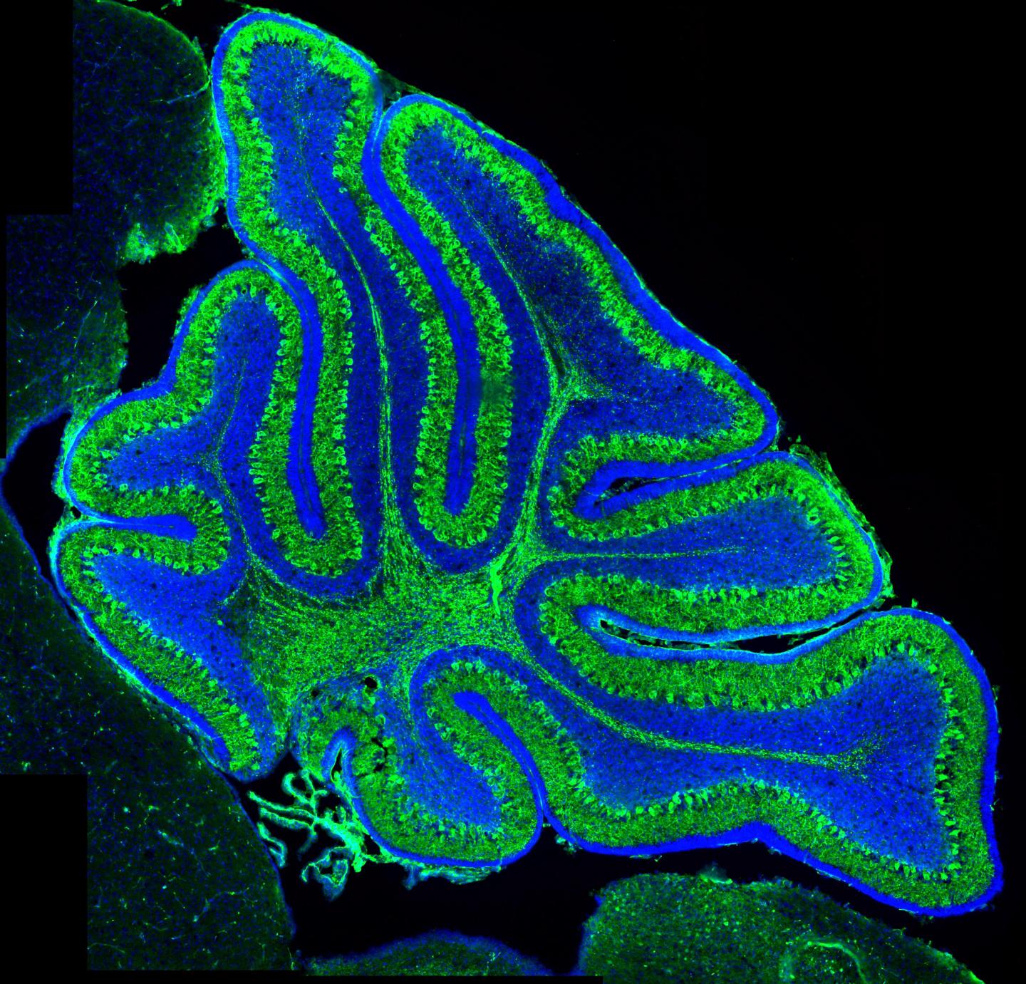 Image of the mouse cerebellum stained with blue and green