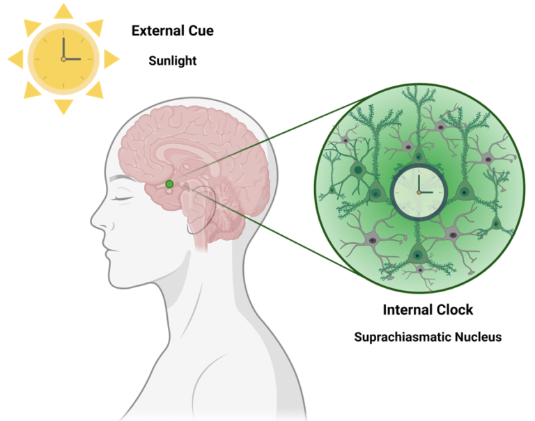 Adjusting the brain’s clocks Epilepsy in English